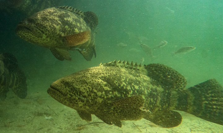 Sustainable Snapper and Grouper Fisheries in Florida