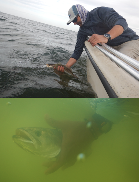 Gentle release of tagged Spotted Seatrout (_Cynoscion nebulosus_).