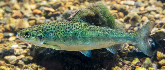 The first smolt reef in the world (DK)
